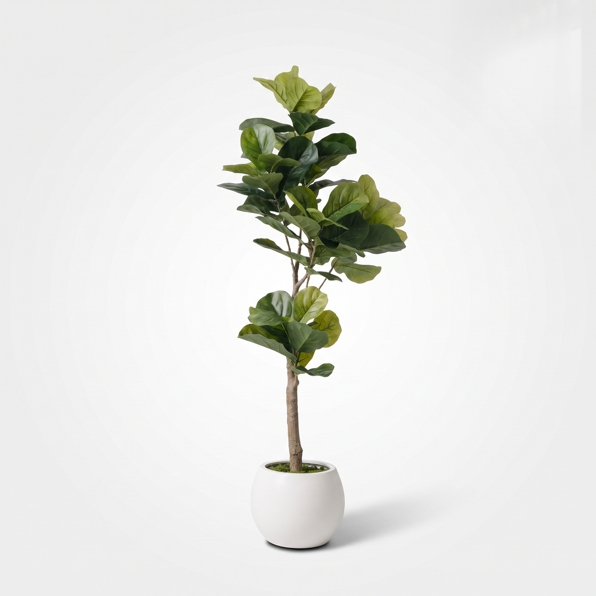 Kunst vioolbladplant (Ficus lyrata) in witte bolvormige pot, studiofoto op grijze achtergrond