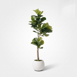 Kunst vioolbladplant (Ficus lyrata) in witte bolvormige pot, studiofoto op grijze achtergrond