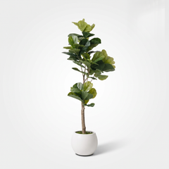 Kunst-Ficus Lyrata 150–210 cm