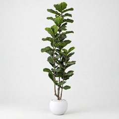 Kunst Ficus Lyrata 150–210 cm