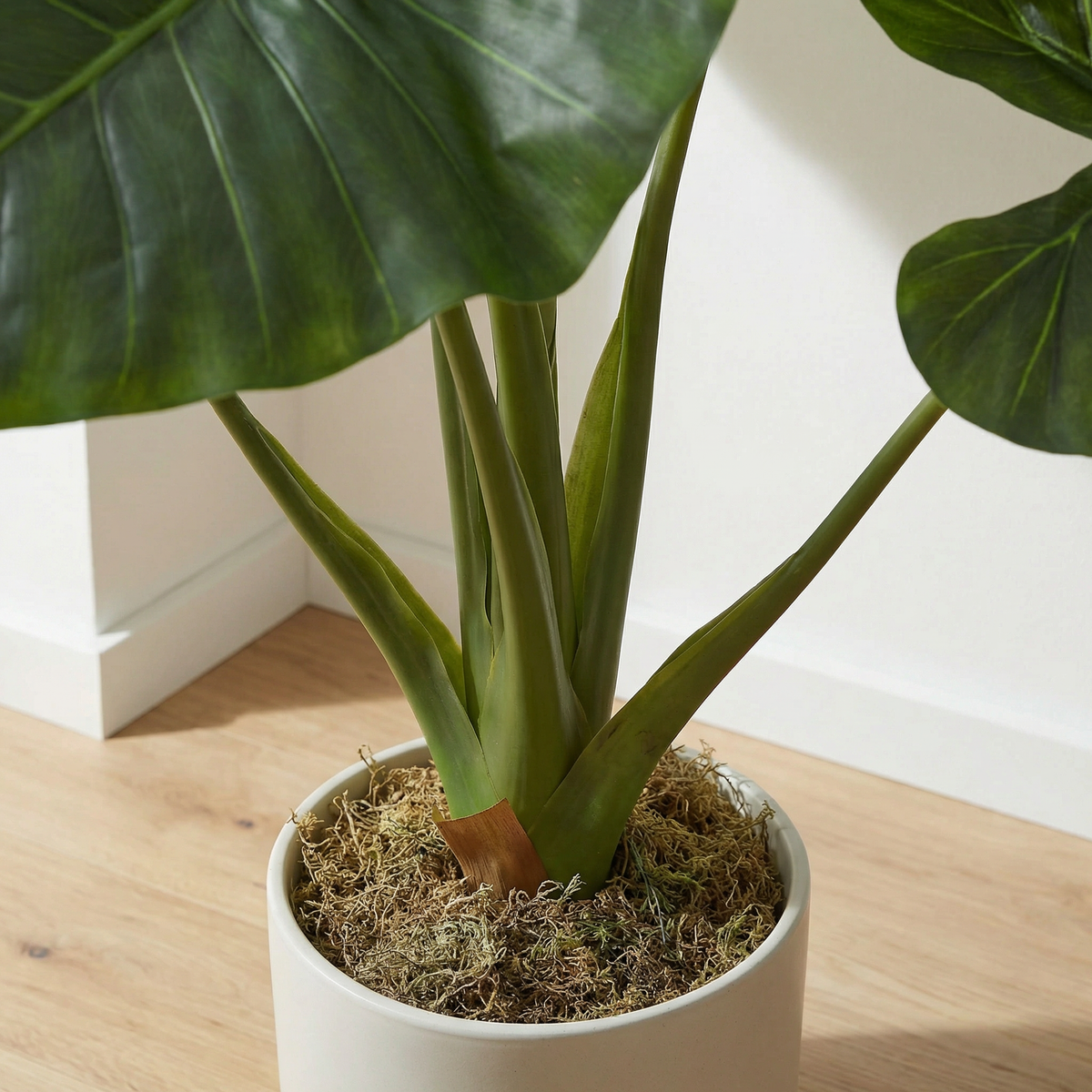 Künstliche Alocasia 90 cm, Nahaufnahme Stiele und Topf