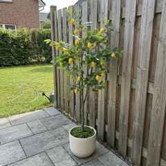 Kunst Citroenboom 150–180 cm