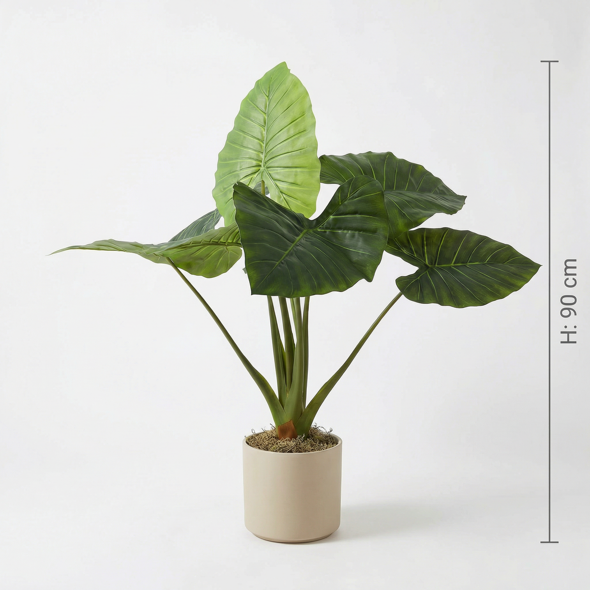 Künstliche Alocasia 90 cm, Abmessungen 90 cm