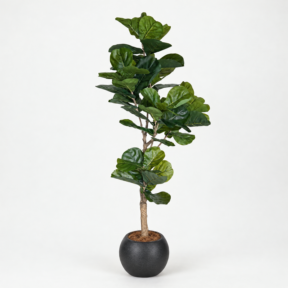 Kunst vioolbladplant (Ficus lyrata) in zwarte bolvormige pot, studiofoto op grijze achtergrond