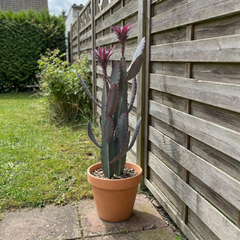 Kunst Cactus 100 cm met decoratieve pot