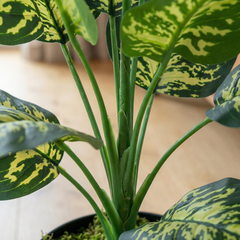 Kunst Dieffenbachia Stelen Groen-Geel 45 cm