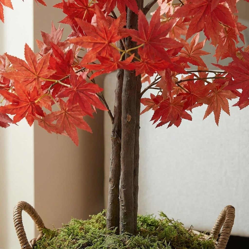Kunst Japanse esdoorn rood 120 cm, close-up stam en mand met mos