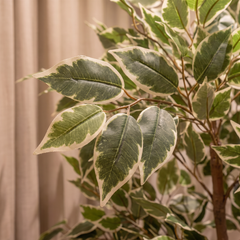 Kunst Ficus Benjamina 150 cm met decoratieve pot