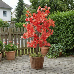 Kunst Japanse Esdoorn Rood 120 cm