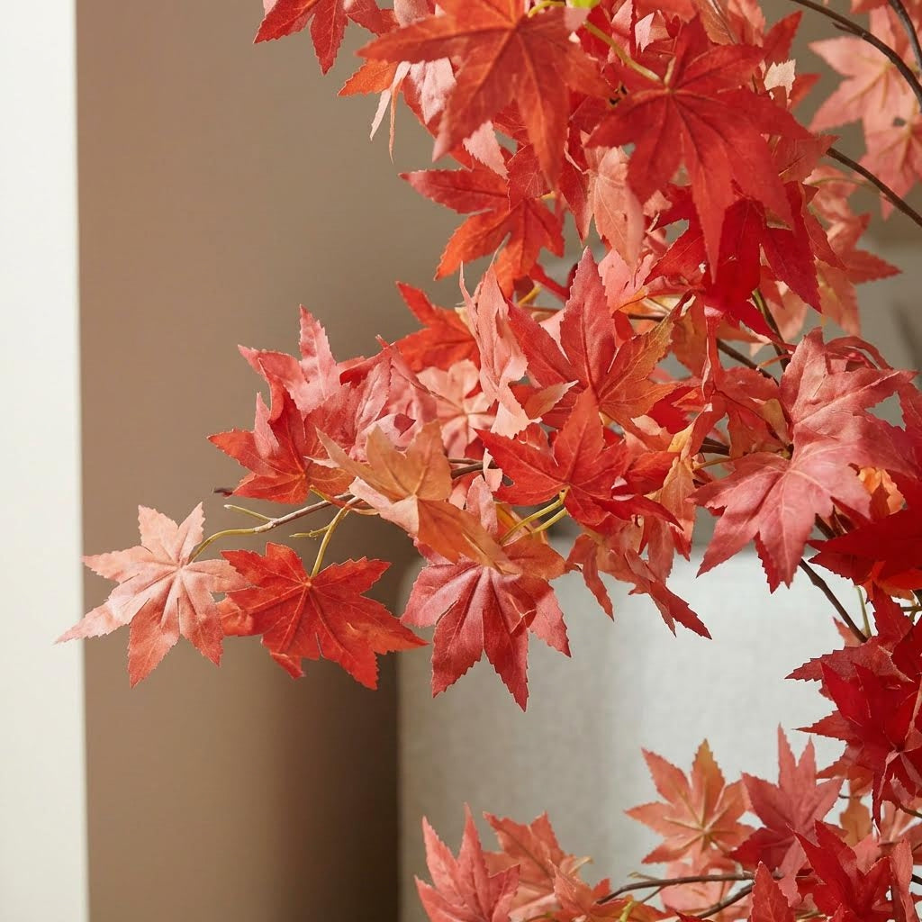 Kunst Japanse esdoorn rood 120 cm, close-up rood blad