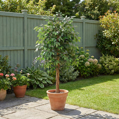 Kunst Ficus Nitida 180 cm