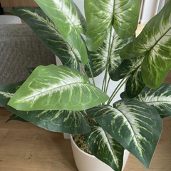 Kunst Dieffenbachia Stelen Groen-Wit 45 cm