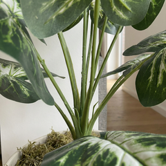 Kunst Dieffenbachia Stelen Groen-Wit 45 cm