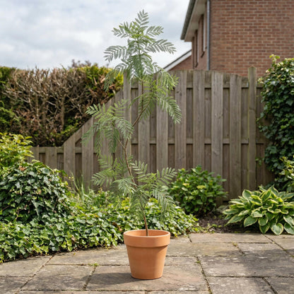 Künstliche Jacaranda 170–200 cm