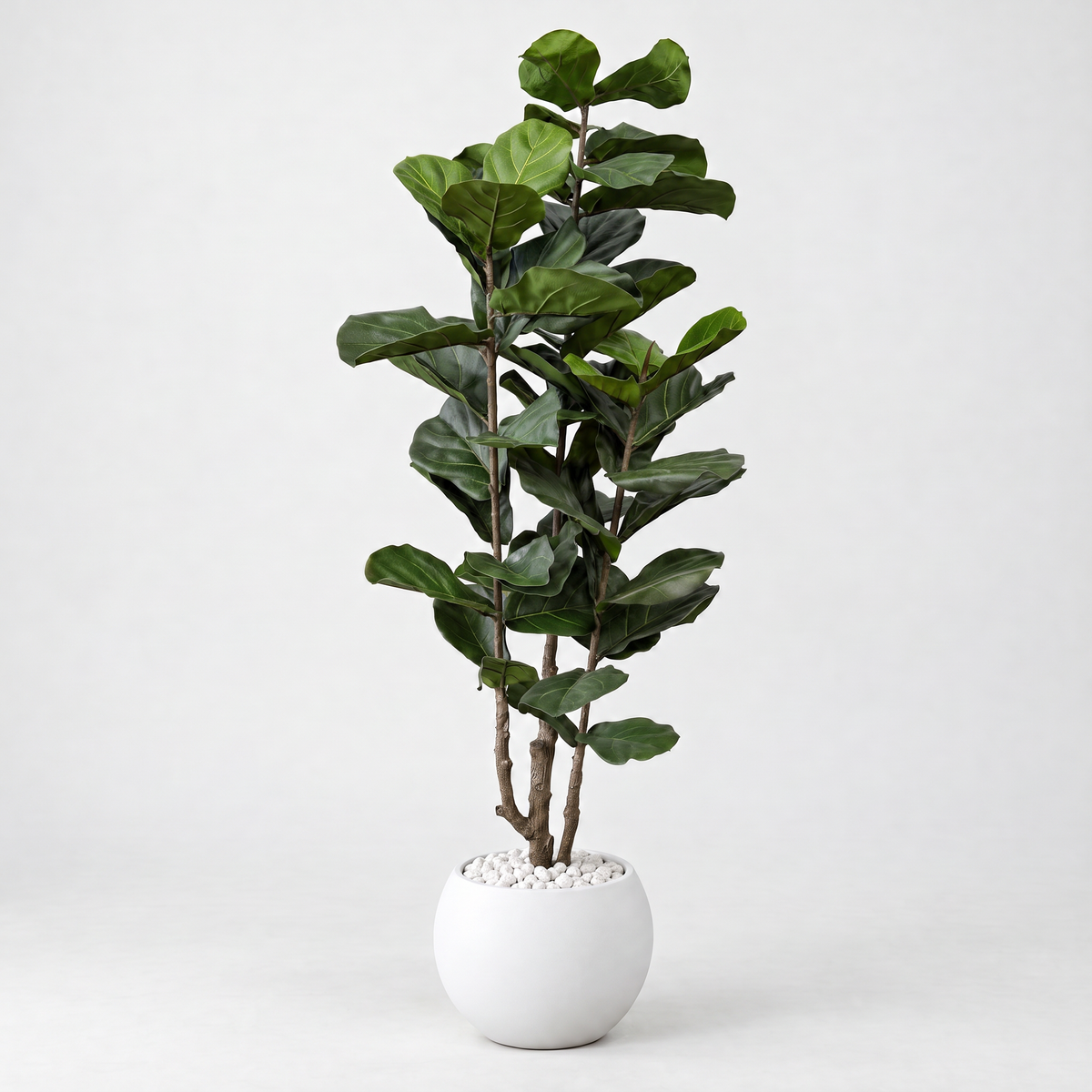 Kunst vioolbladplant (Ficus lyrata) in witte bolvormige pot met witte kiezels, vooraanzicht op witte achtergrond