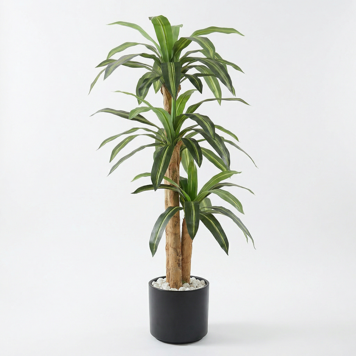 Kunst dracaena massangeana 160 cm, volledige plant op witte achtergrond