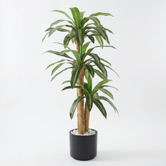 Kunst-Dracaena Massangeana 160 cm
