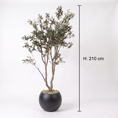 Kunst Olijfboom 210–240 cm