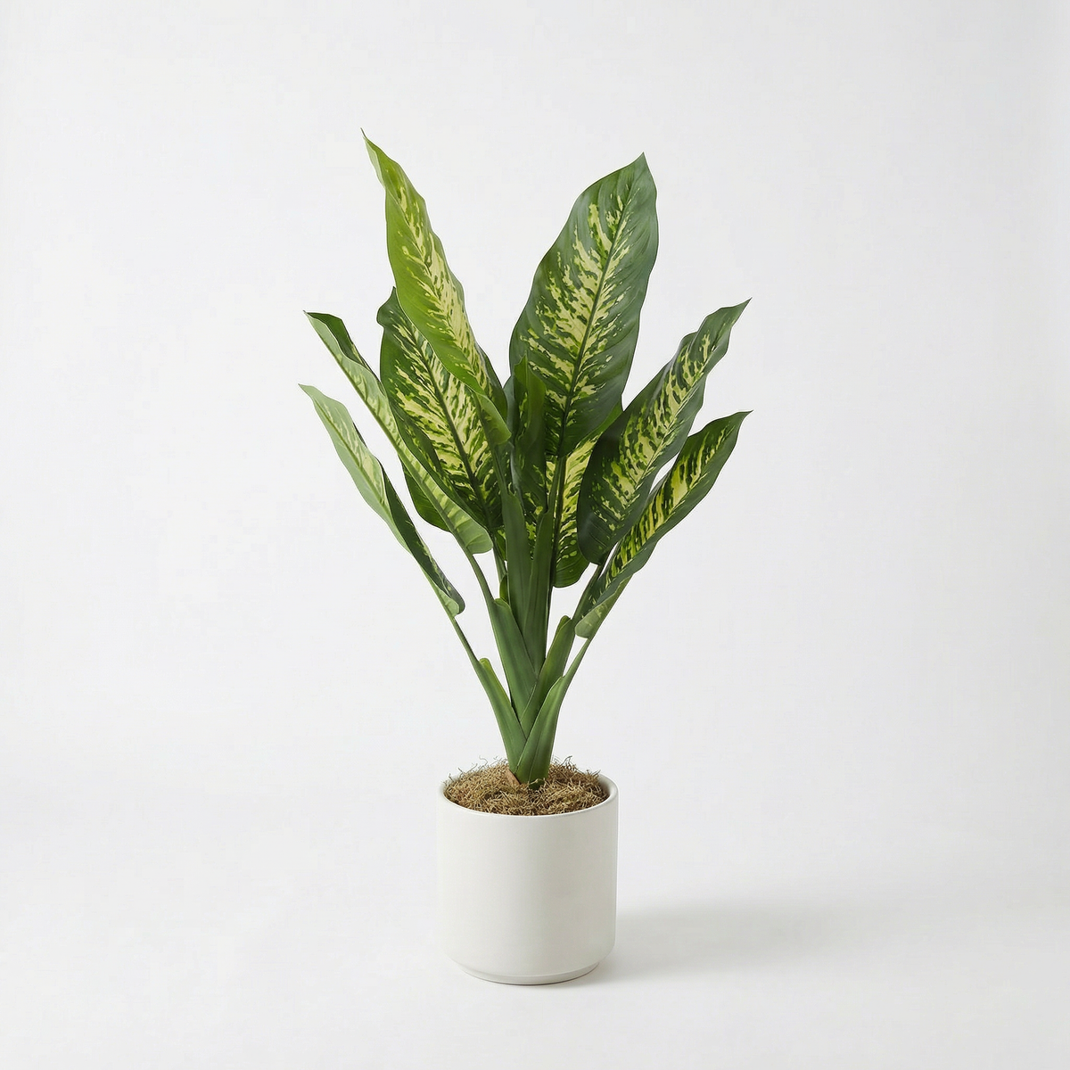 Kunst dieffenbachia 90 cm, volledige plant op witte achtergrond