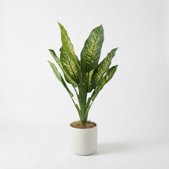 Kunst Dieffenbachia 90 cm