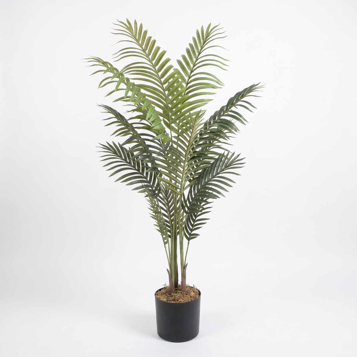 Kunst kentiapalm 180 cm, volledige plant op witte achtergrond