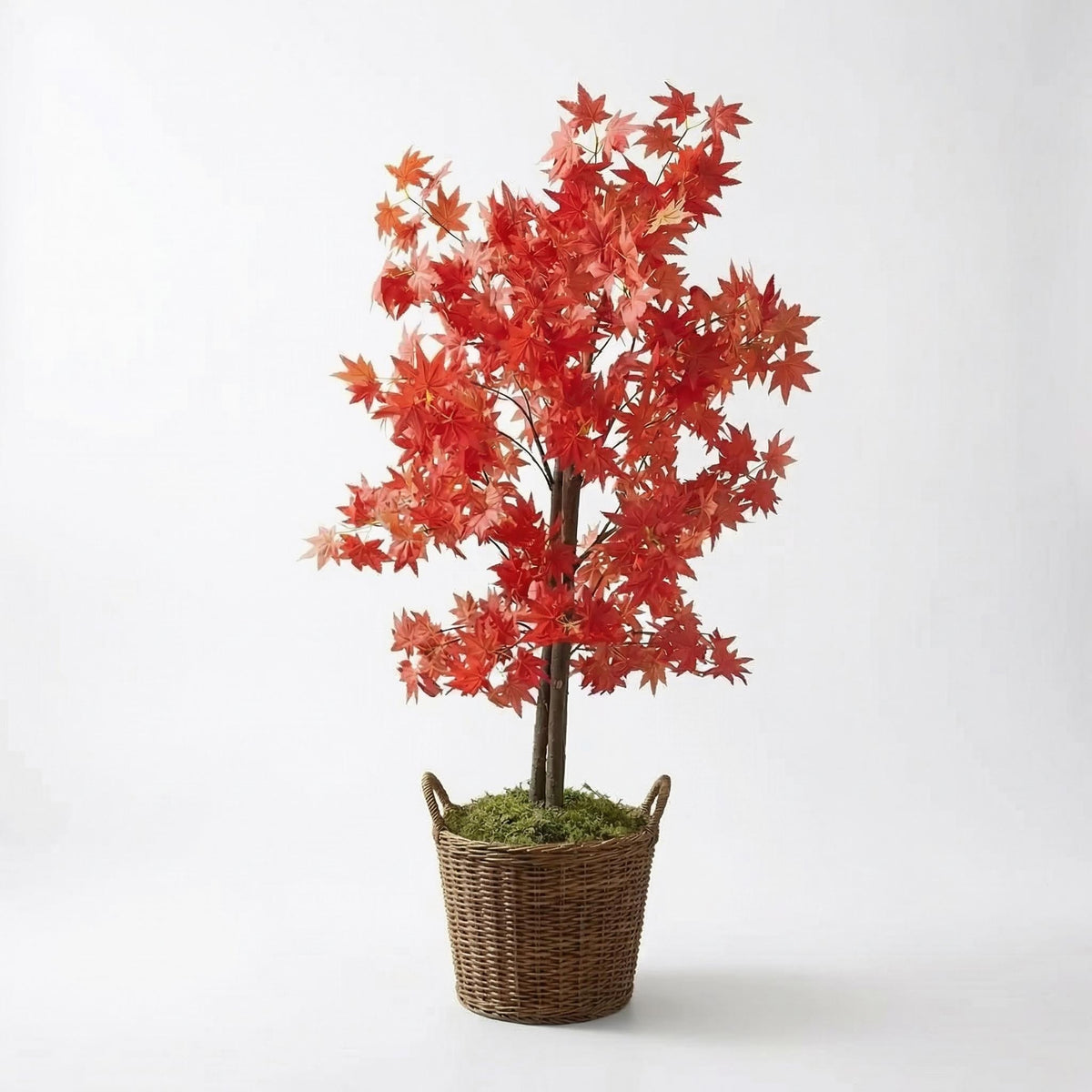 Kunst Japanse esdoorn rood 120 cm, volledige plant op witte achtergrond