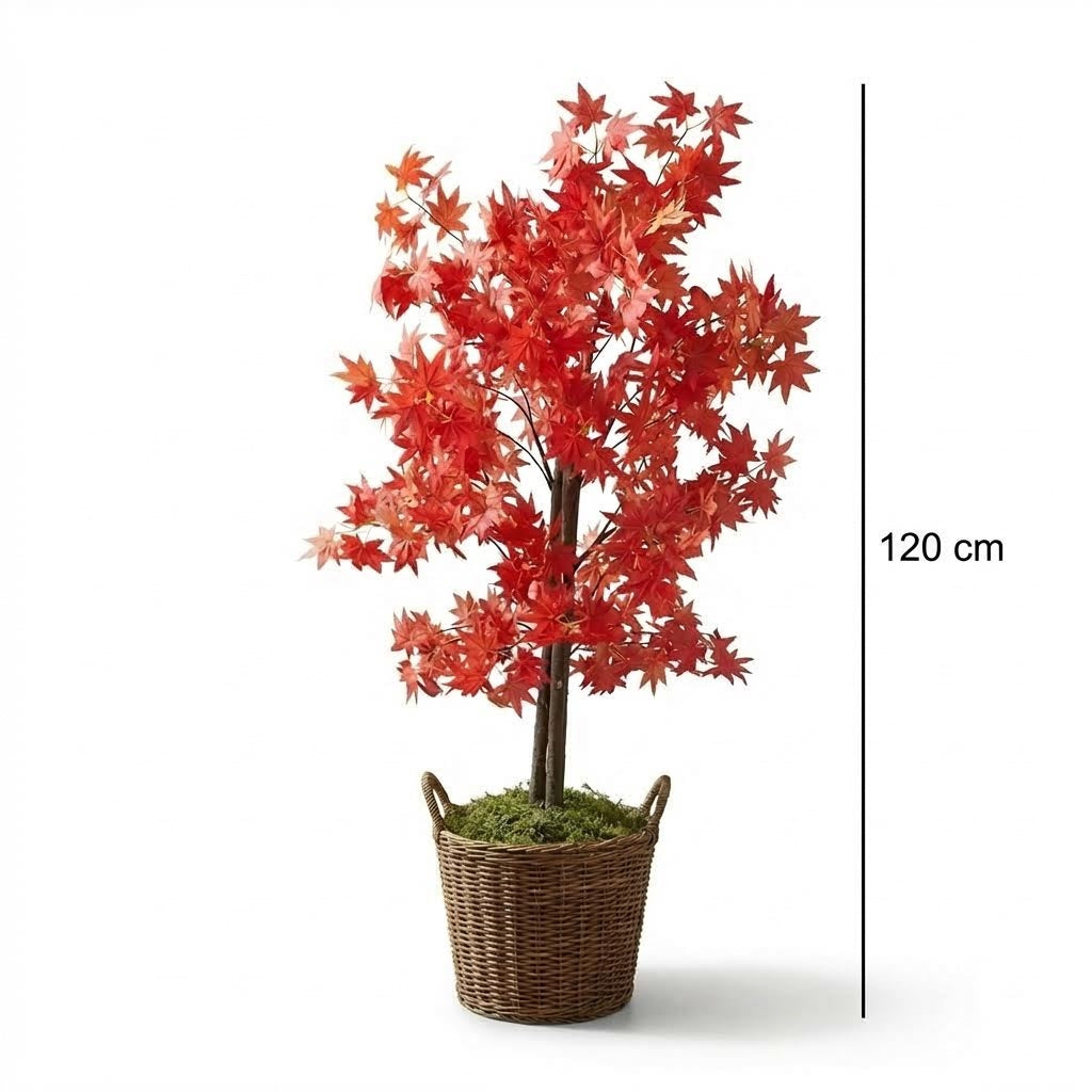 Kunst Japanse esdoorn rood 120 cm, maatvoering 120 cm