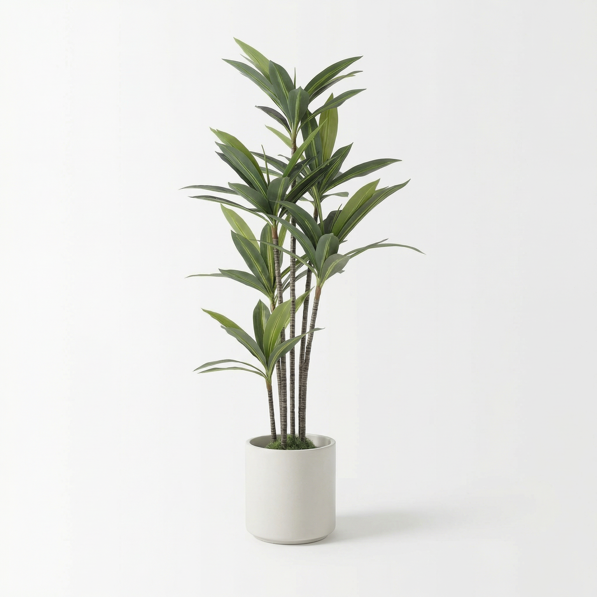 Kunst yucca dracaena 180 cm, volledige plant op witte achtergrond
