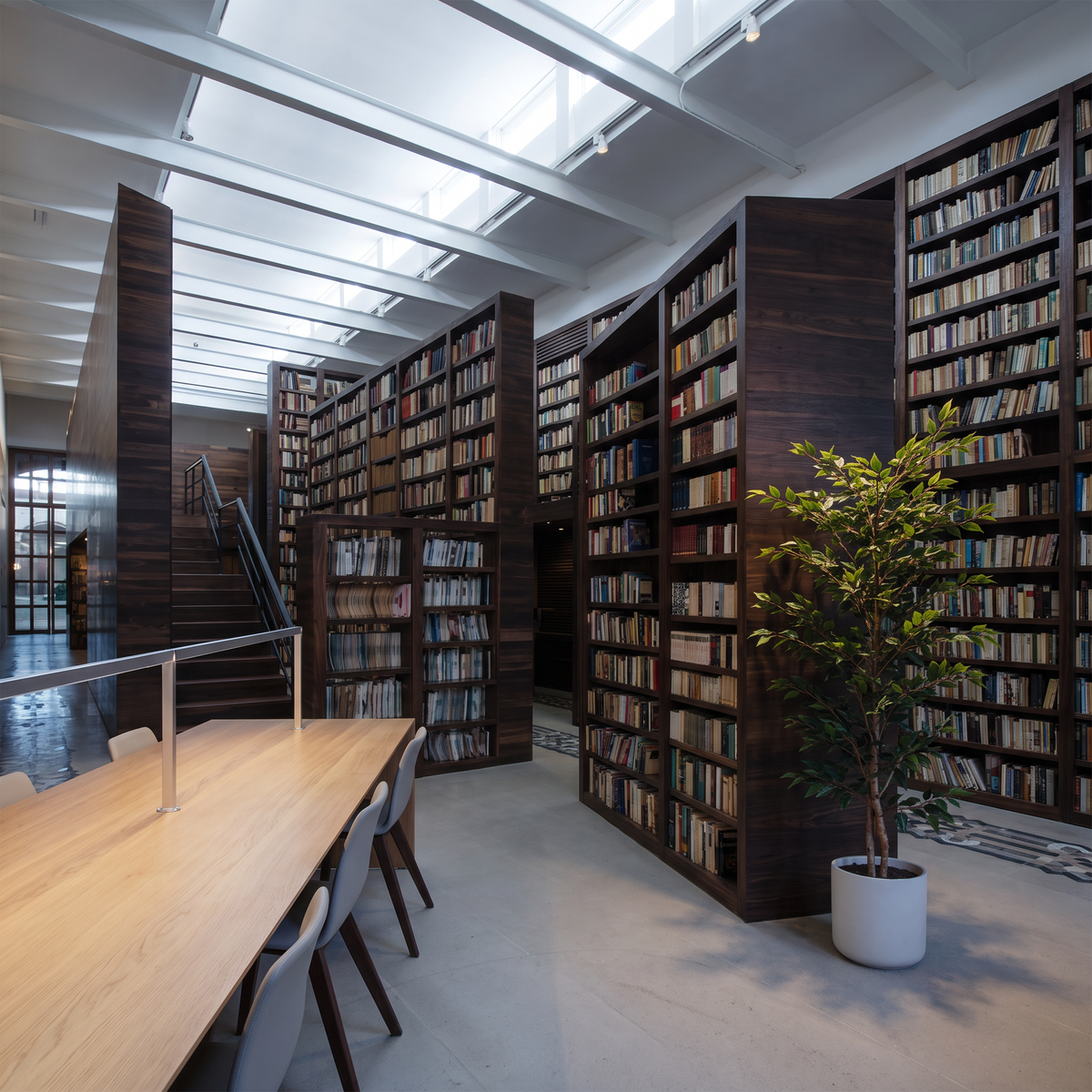 Kunst ficus alii 160 cm in bibliotheek tussen hoge boekenkasten
