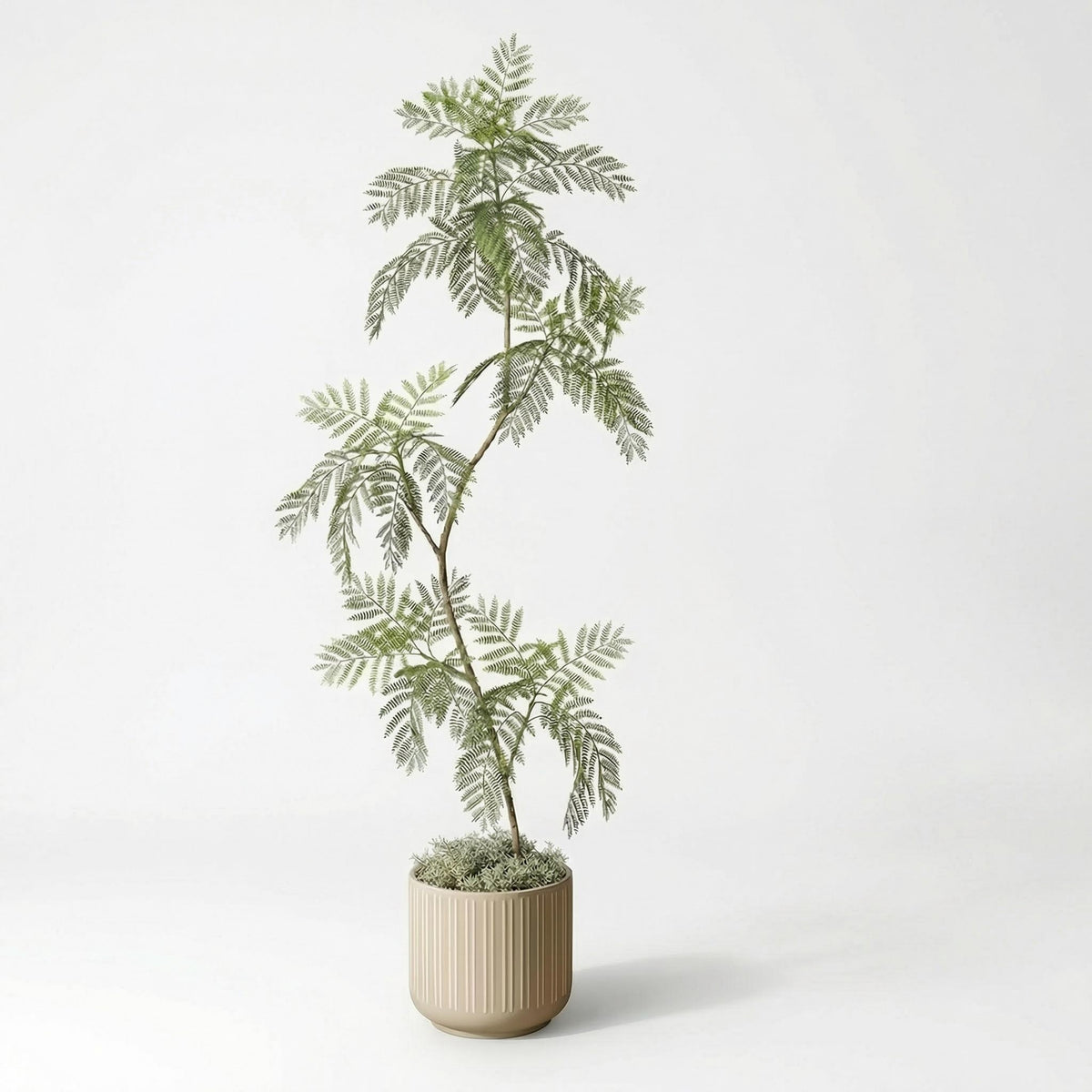 Kunst jacaranda 170–200 cm, volledige plant op witte achtergrond