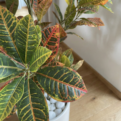 Kunst Croton Stelen 120 cm